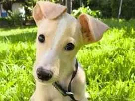 Cachorro raça SRD-ViraLata idade 2 a 6 meses nome Paçoca