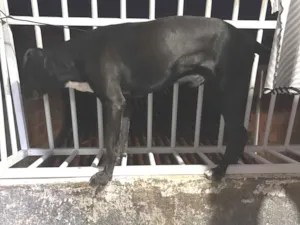Cachorro raça SRD-ViraLata idade 6 ou mais anos nome Pitu