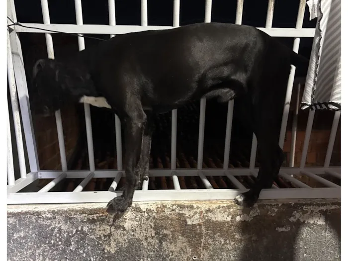 Cachorro raça SRD-ViraLata idade 6 ou mais anos nome Pitu