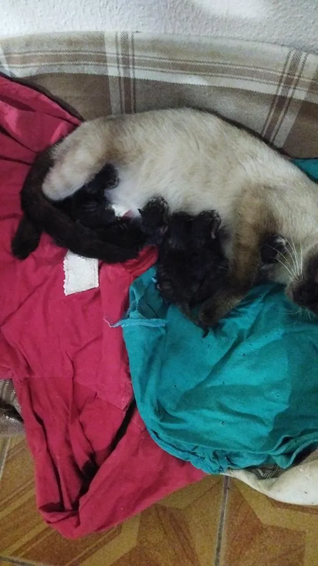 Gato raça Persa idade 2 a 6 meses nome gato