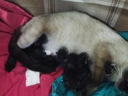Gato raça Persa idade 2 a 6 meses nome gato