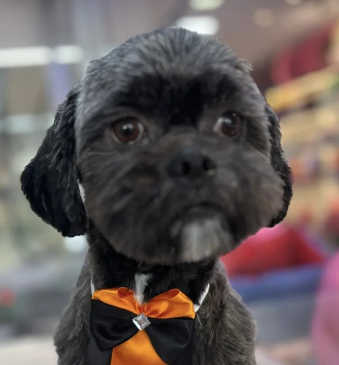 Cachorro raça Shitzu idade 7 a 11 meses nome Billy