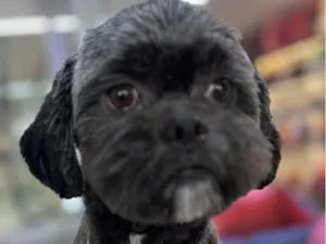 Cachorro raça Shitzu idade 7 a 11 meses nome Billy