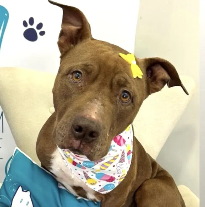 Cachorro raça Fila idade 7 a 11 meses nome Princesa 