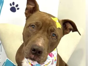 Cachorro raça Fila idade 7 a 11 meses nome Princesa 