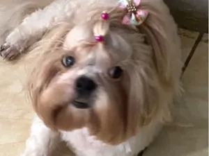 Cachorro raça Shitzu idade 3 anos nome Lilica 