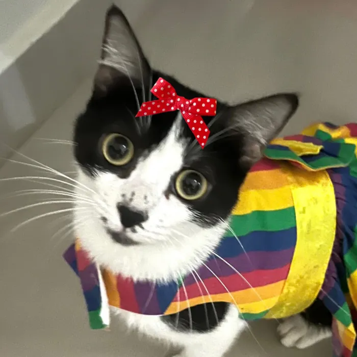 Gato raça SRD-ViraLata idade 7 a 11 meses nome Jade 