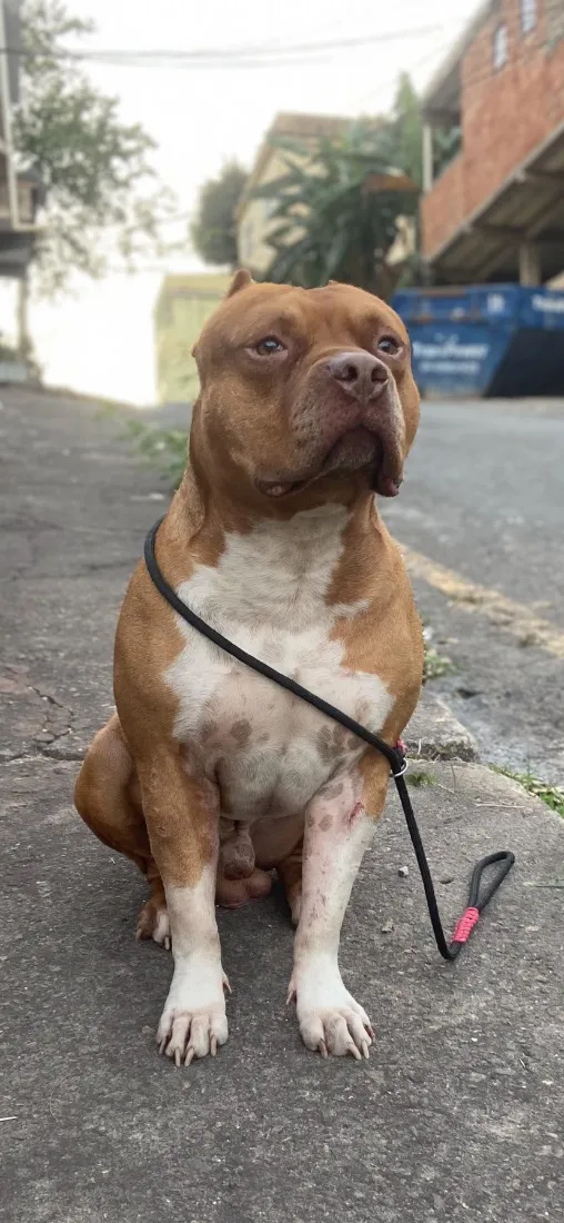 Cachorro raça Pit-Bull idade 6 ou mais anos nome Maxx