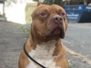 Cachorro raça Pit-Bull idade 6 ou mais anos nome Maxx