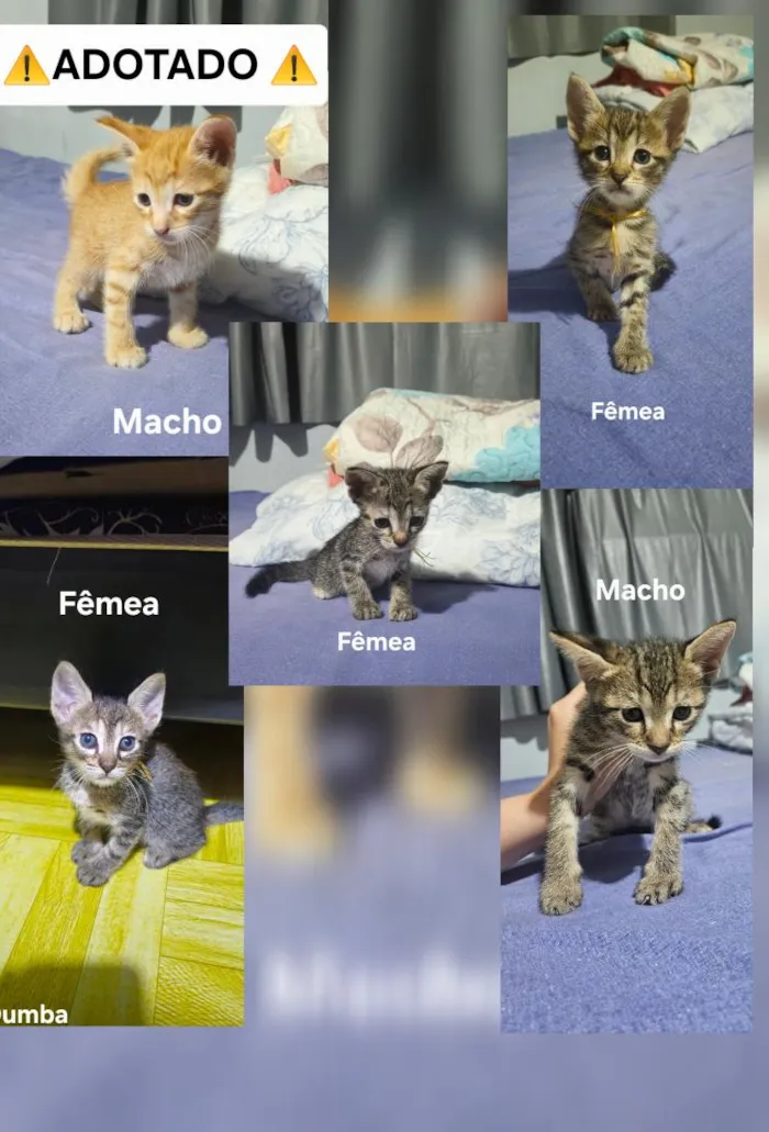 Gato raça SRD-ViraLata idade Abaixo de 2 meses nome sem nome