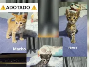 Gato raça SRD-ViraLata idade Abaixo de 2 meses nome sem nome