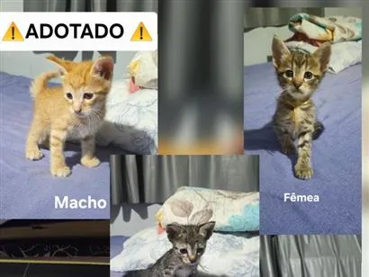 Gato raça SRD-ViraLata idade Abaixo de 2 meses nome sem nome