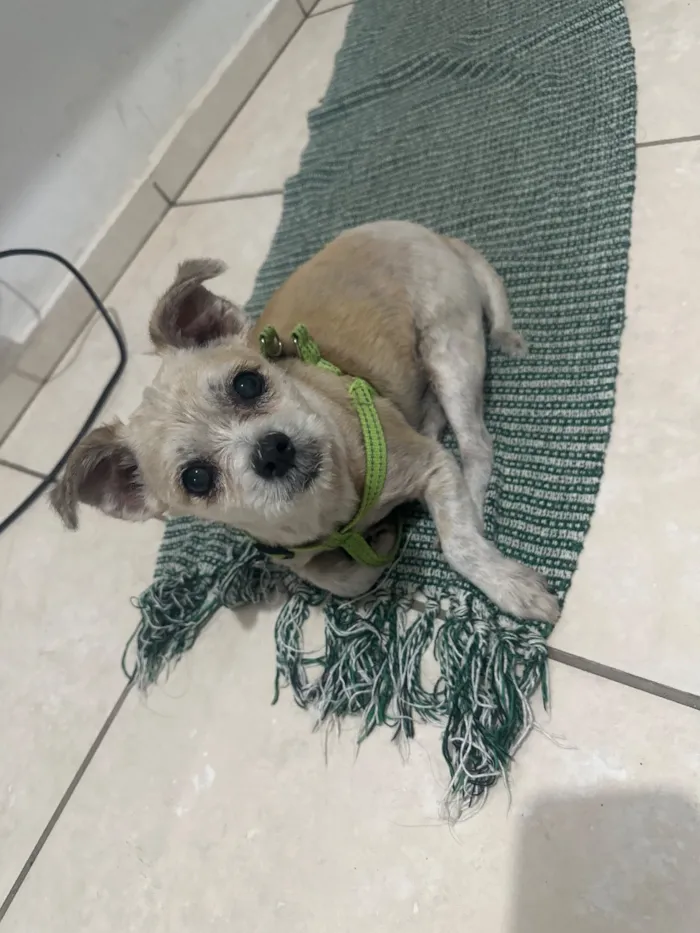 Cachorro raça SRD-ViraLata idade 4 anos nome Totó