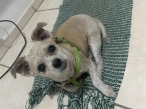 Cachorro raça SRD-ViraLata idade 4 anos nome Totó