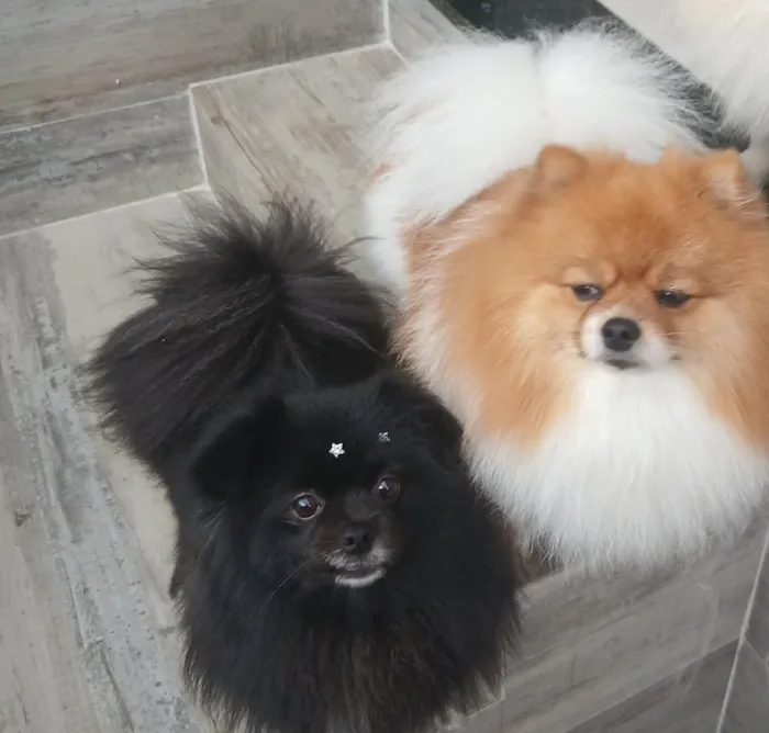 Cachorro raça Shitzu idade 2 a 6 meses nome Lupe _Maggie _Alice 