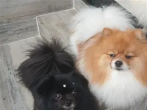 Cachorro raça Shitzu idade 2 a 6 meses nome Lupe _Maggie _Alice 