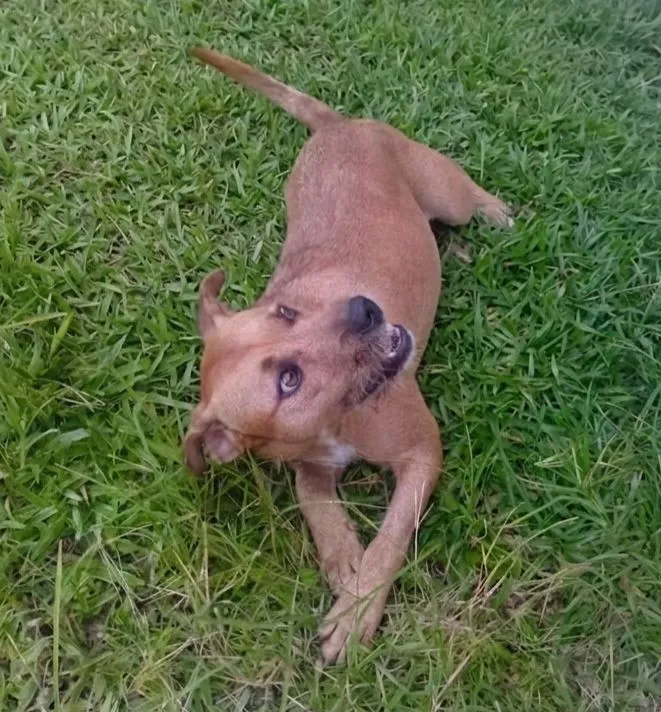 Cachorro raça SRD-ViraLata idade 1 ano nome Hulk