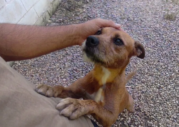 Cachorro raça SRD-ViraLata idade 1 ano nome Hulk