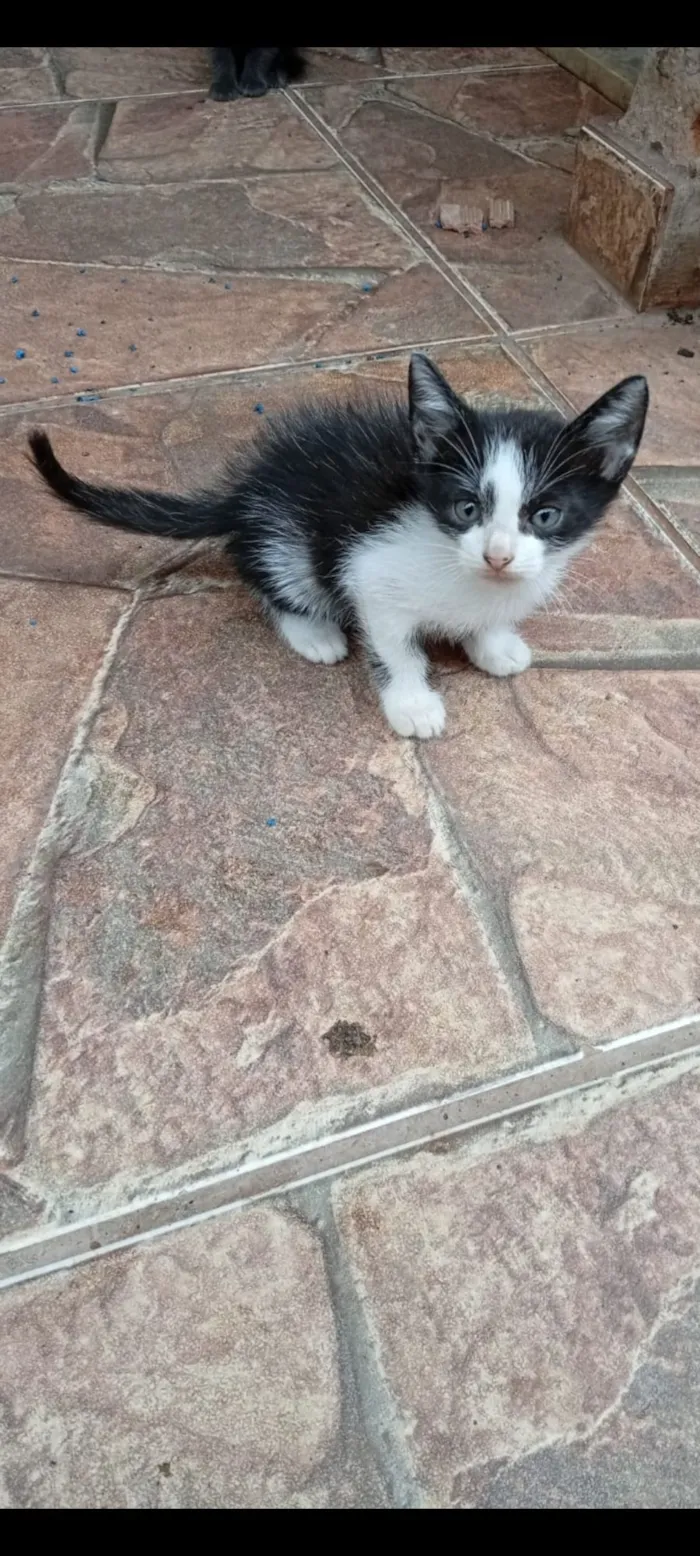 Gato raça SRD-ViraLata idade Abaixo de 2 meses nome Frajola