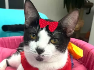 Gato raça SRD-ViraLata idade 7 a 11 meses nome Suzy 