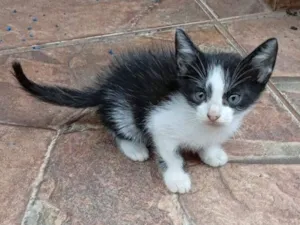 Gato raça SRD-ViraLata idade Abaixo de 2 meses nome Frajola