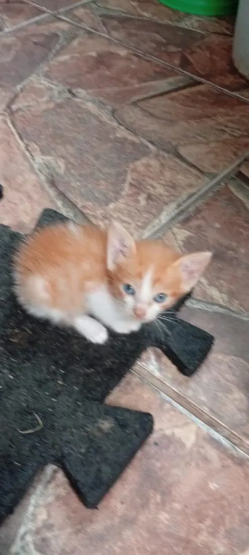 Gato raça SRD-ViraLata idade Abaixo de 2 meses nome Leãozinho