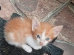 Gato raça SRD-ViraLata idade Abaixo de 2 meses nome Leãozinho