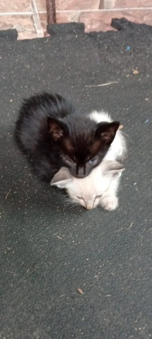 Gato raça SRD-ViraLata idade Abaixo de 2 meses nome Só o Pretinho