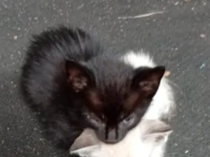 Gato raça SRD-ViraLata idade Abaixo de 2 meses nome Só o Pretinho