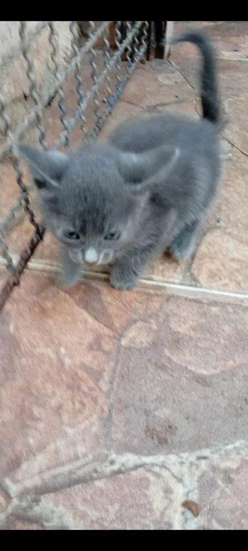 Gato raça SRD-ViraLata idade Abaixo de 2 meses nome Cinzento