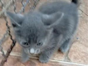 Gato raça SRD-ViraLata idade Abaixo de 2 meses nome Cinzento