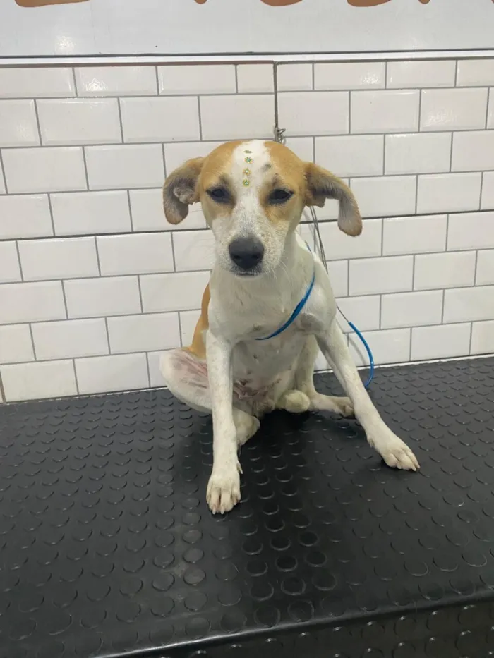 Cachorro raça SRD-ViraLata idade 1 ano nome BIANCA