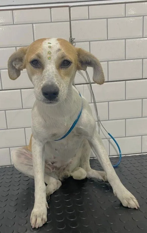 Cachorro raça SRD-ViraLata idade 1 ano nome BIANCA