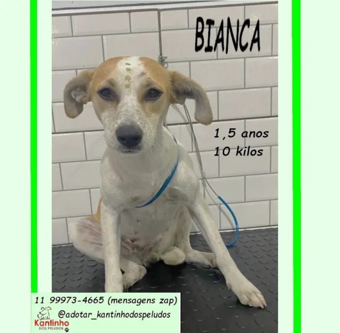 Cachorro raça SRD-ViraLata idade 1 ano nome BIANCA