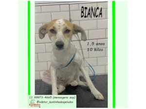 Cachorro raça SRD-ViraLata idade 1 ano nome BIANCA