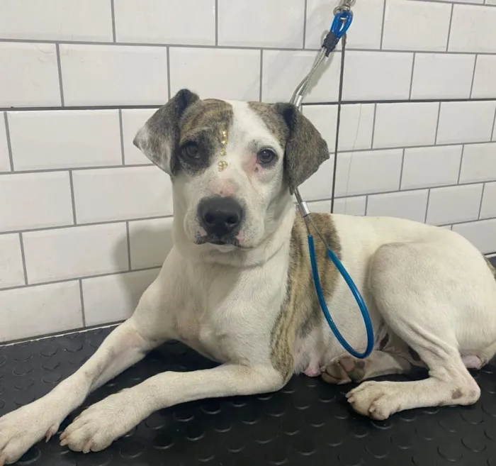 Cachorro raça SRD-ViraLata idade 2 anos nome MADAME