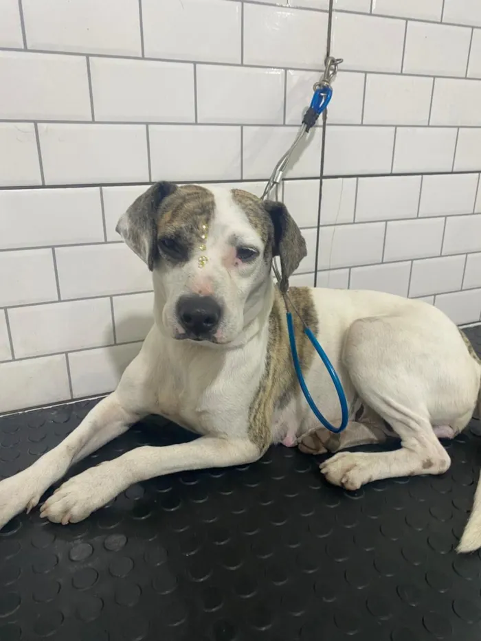 Cachorro raça SRD-ViraLata idade 2 anos nome MADAME