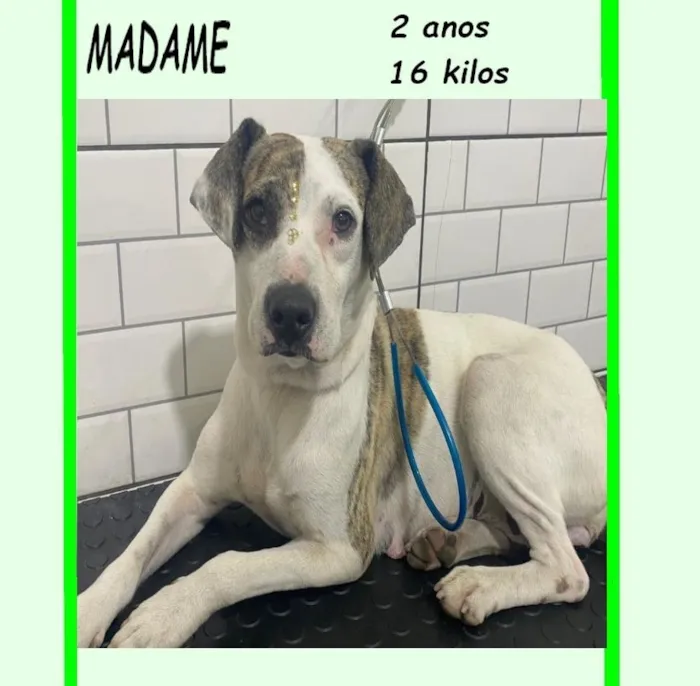 Cachorro raça SRD-ViraLata idade 2 anos nome MADAME