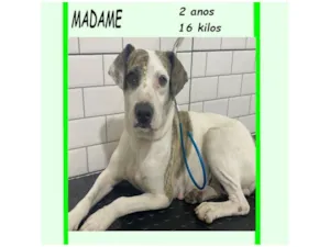 Cachorro raça SRD-ViraLata idade 2 anos nome MADAME