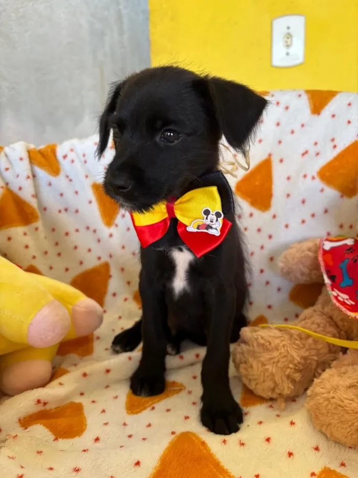 Cachorro raça SRD-ViraLata idade 2 a 6 meses nome PAULINHO