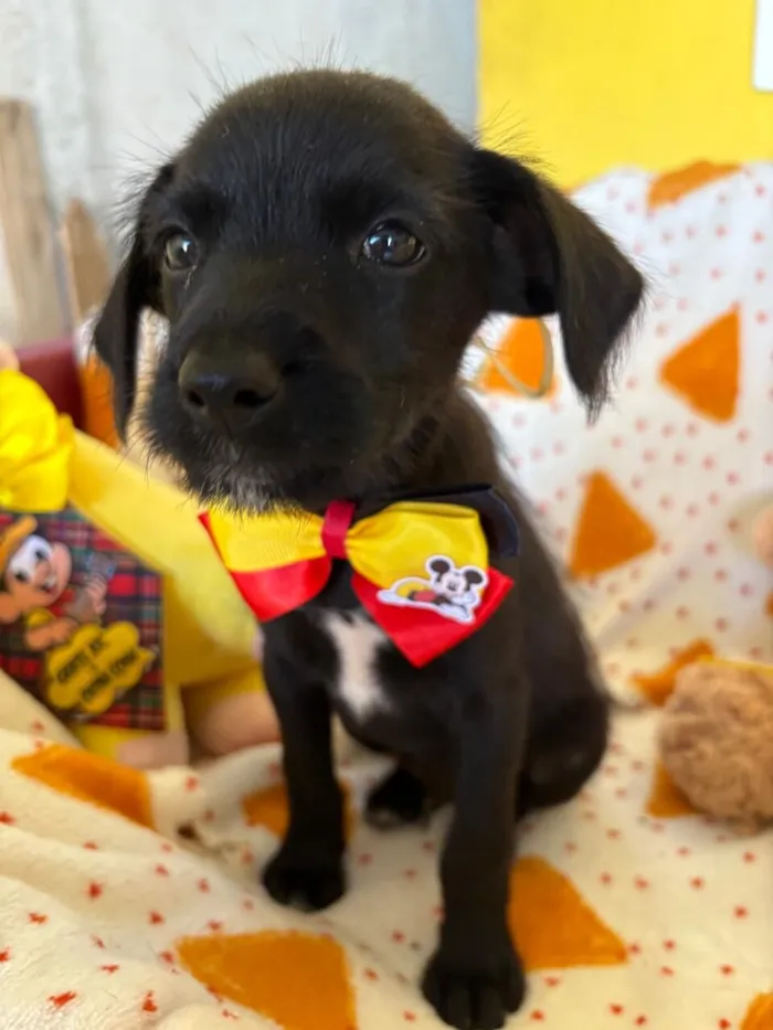 Cachorro raça SRD-ViraLata idade 2 a 6 meses nome PAULINHO