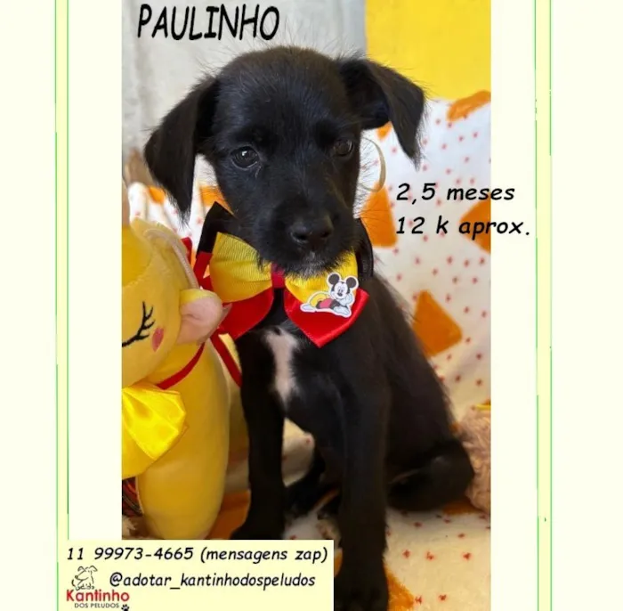 Cachorro raça SRD-ViraLata idade 2 a 6 meses nome PAULINHO