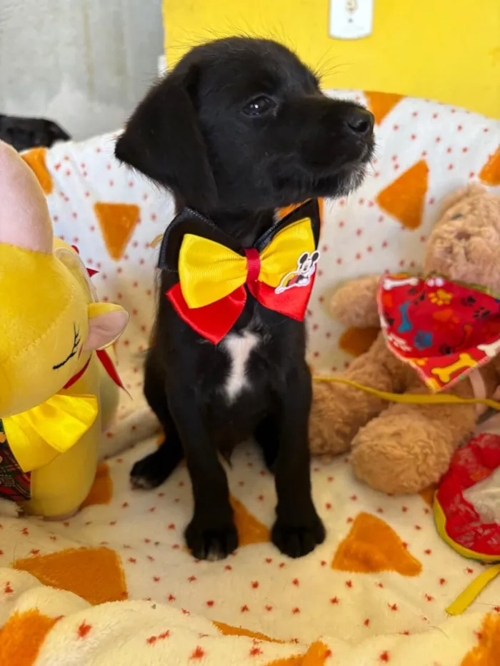 Cachorro raça SRD-ViraLata idade 2 a 6 meses nome PAULINHO