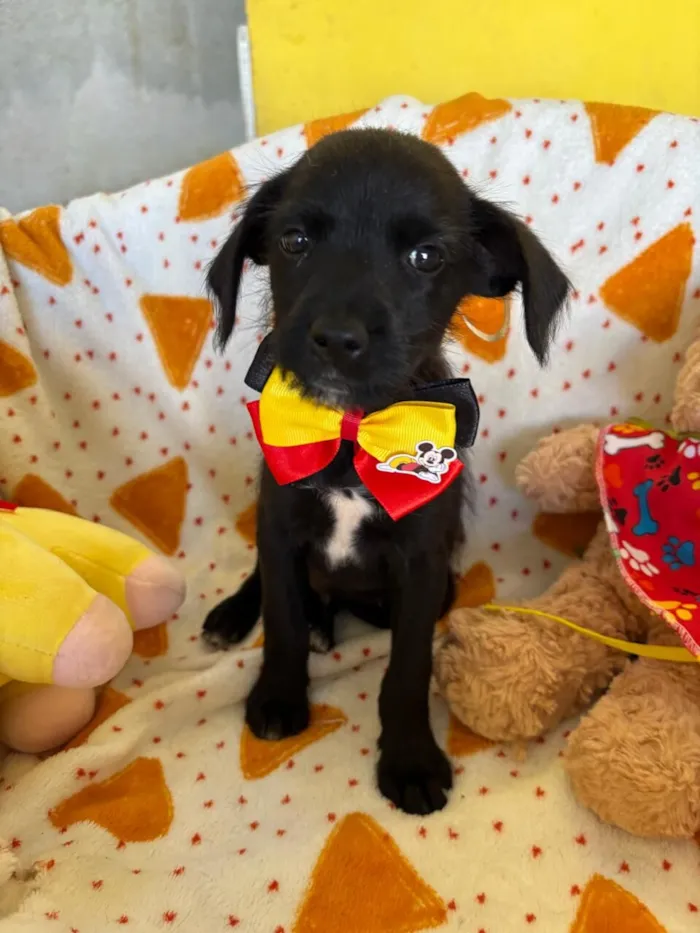 Cachorro raça SRD-ViraLata idade 2 a 6 meses nome PAULINHO