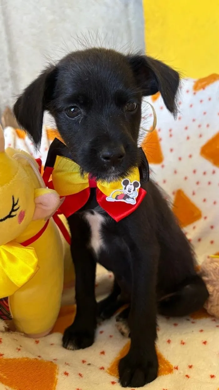 Cachorro raça SRD-ViraLata idade 2 a 6 meses nome PAULINHO