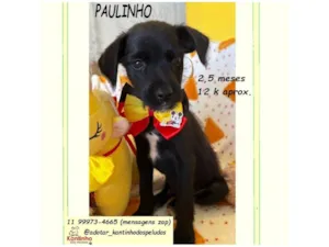 Cachorro raça SRD-ViraLata idade 2 a 6 meses nome PAULINHO