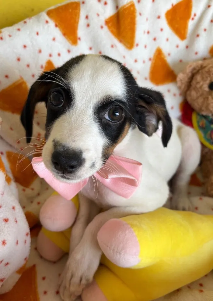 Cachorro raça SRD-ViraLata idade 2 a 6 meses nome PEPITA