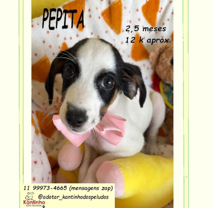 Cachorro raça SRD-ViraLata idade 2 a 6 meses nome PEPITA