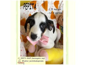 Cachorro raça SRD-ViraLata idade 2 a 6 meses nome PEPITA