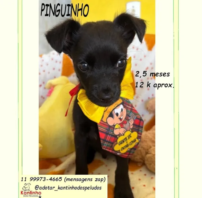 Cachorro raça SRD-ViraLata idade 2 a 6 meses nome PINGUINHO